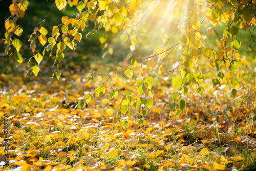 bright colorful leaves in autumn in sunlight