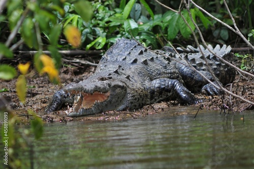 Cocodrilo americano o Crocodylus acutus  photo