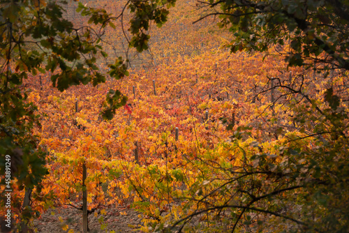 Vineyard in autumn with coloful fogliage