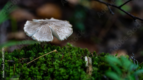 inocybe sp. wild poisonous mushroom closeup in autumn nature