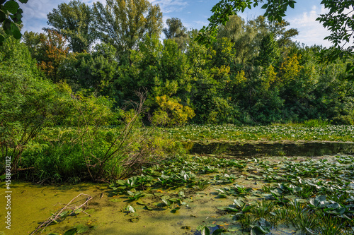 A small river with calm waters and flowering water lilies along the banks flows in a wooded area. Beautiful nature.