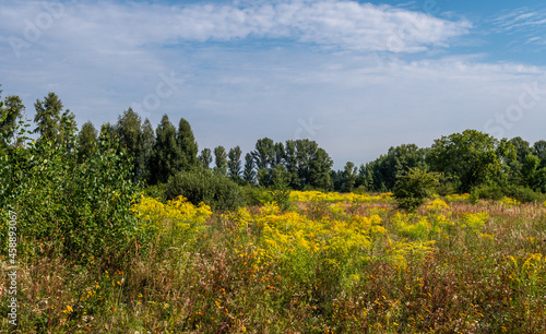 Beautiful meadow overgrown with grasses surrounded by forest. A good place for nature tourism.