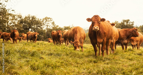 Aubrac cattle France