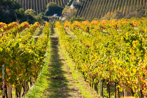 Vineyard in fall, autumn landscape with colorful fogliage