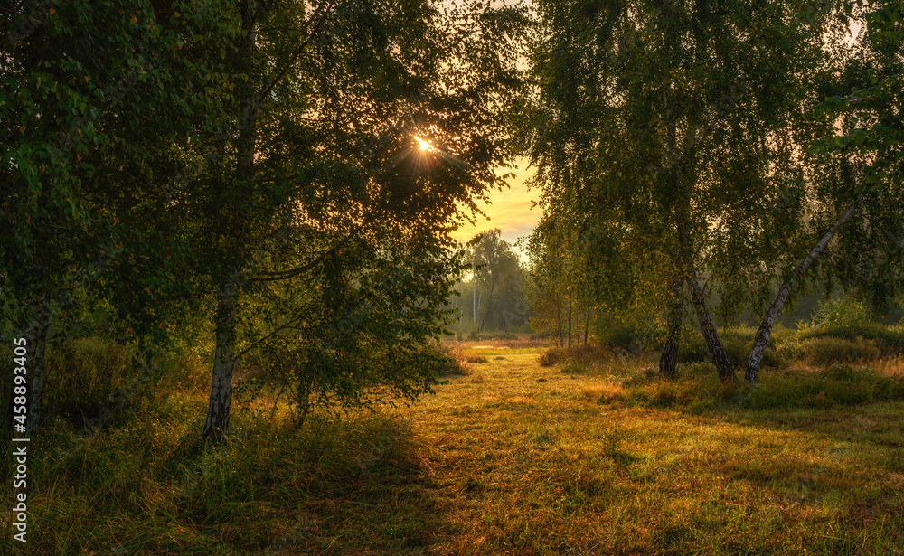 Obraz premium Early morning. The sun breaks through the foliage of the trees. A good place for nature tourism.
