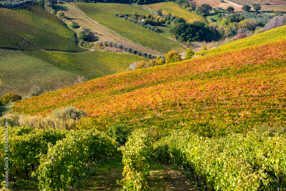 Vineyard in fall, autumn landscape with colorful fogliage