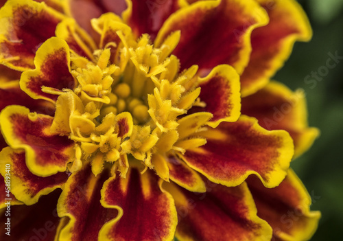 Closeup shot of a glorious Marigold flower in sunlight photo