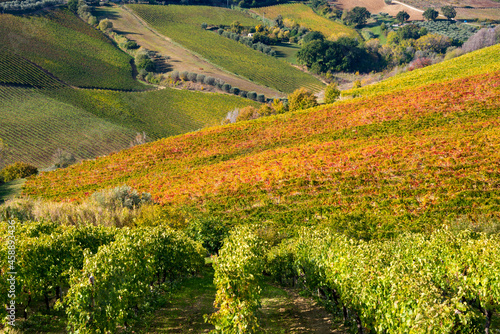 Vineyard in fall  autumn landscape with colorful fogliage
