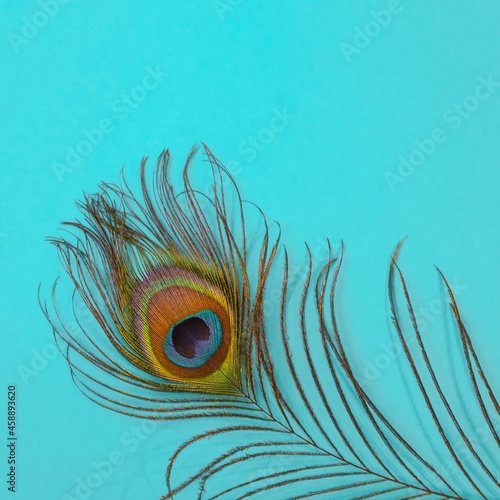 Bright multicolored peacock feather on a turquoise background. The concept of a tropical holiday, a minimalistic background