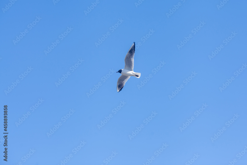 Seagull on a background of blue sky Seagull on a background of blue sky