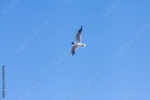 Seagull on a background of blue sky