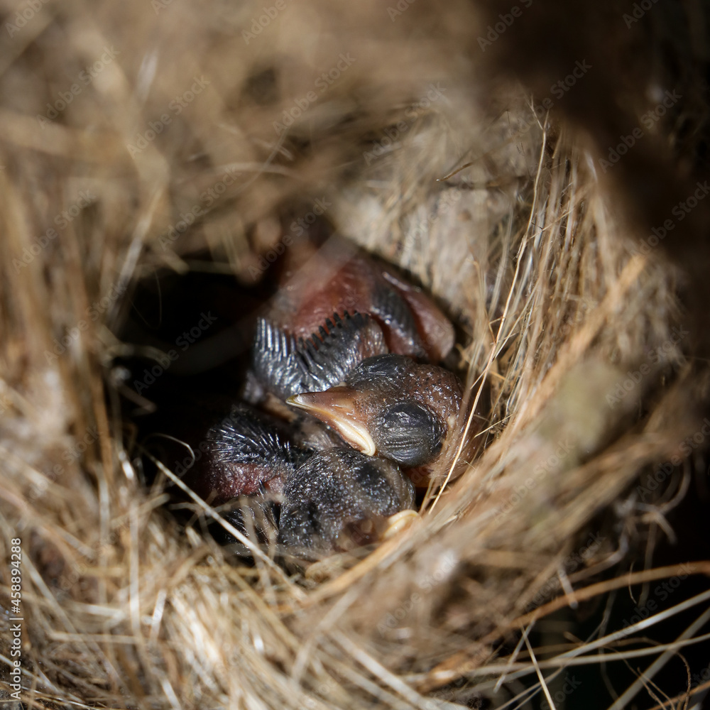 closeup photo of cute infant baby chicks of a copper sunbird sleeping soundly inside its hanging woven nest during morning closeup photo of cute infant baby chicks of a copper sunbird sleeping soundly inside its hanging woven nest during morning