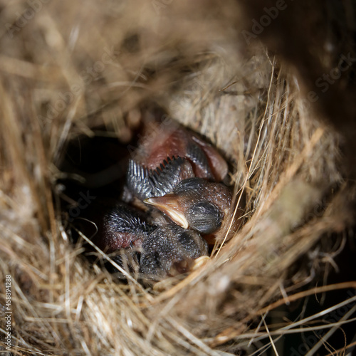 closeup photo of cute infant baby chicks of a copper sunbird sleeping soundly inside its hanging woven nest during morning