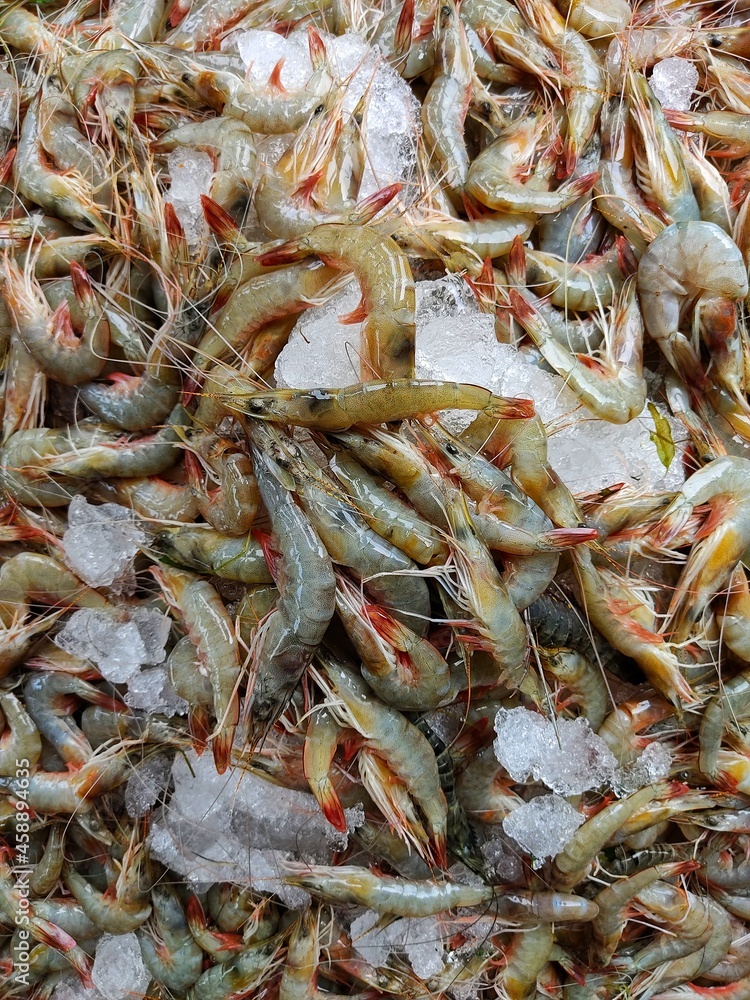 fresh delicious white shrimp with ice cubes in indian fish market for sale to restaurants