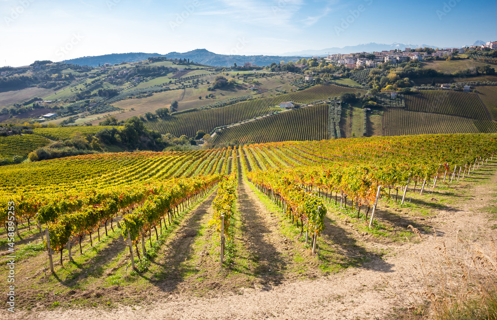 Vineyard on hils in countryside, agricultural landscape