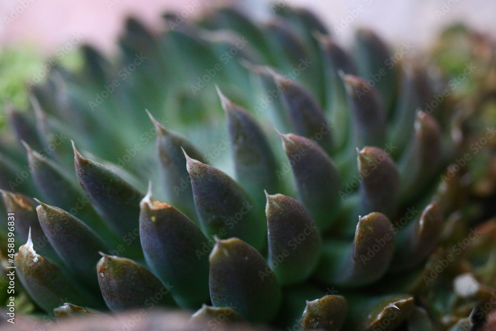 Rojnikowiec mongolski Orostachys mongolei Rojnikowiec mongolski Orostachys mongolei