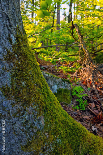 On the trunk of a tree grows green moss in the forest.