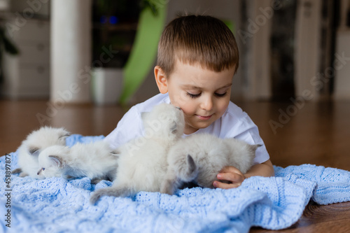 Fototapeta Naklejka Na Ścianę i Meble -  little boy is lying on a blue knitted blanket with white fluffy kittens. British shorthair kittens of silver color. Siberian nevsky masquerade cat color point. space for text. High quality photo