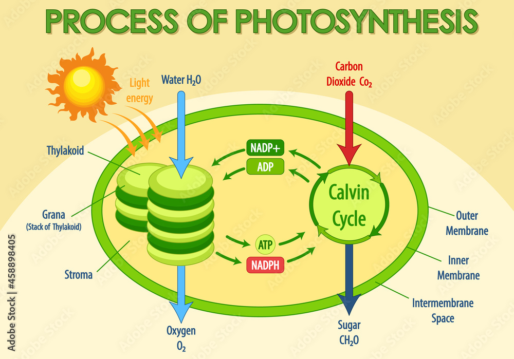 Diagram showing process of photosynthesis in plant Stock Vector | Adobe ...