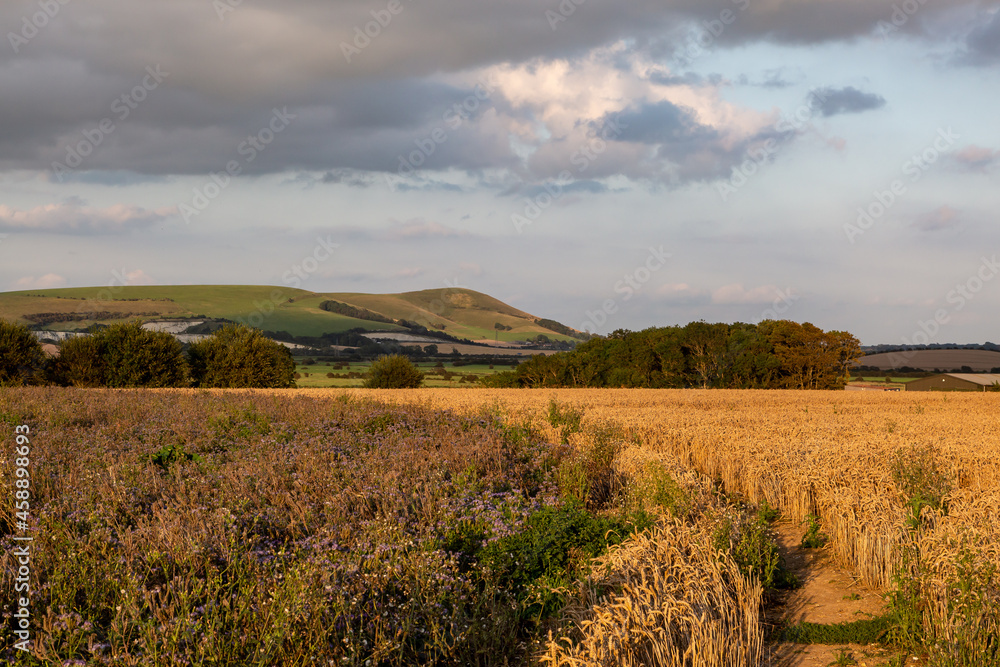 Agricultural field in the South Downs in late summer