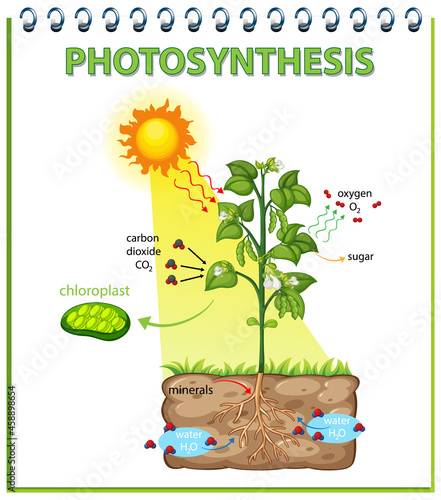 Diagram showing process of photosynthesis in plant