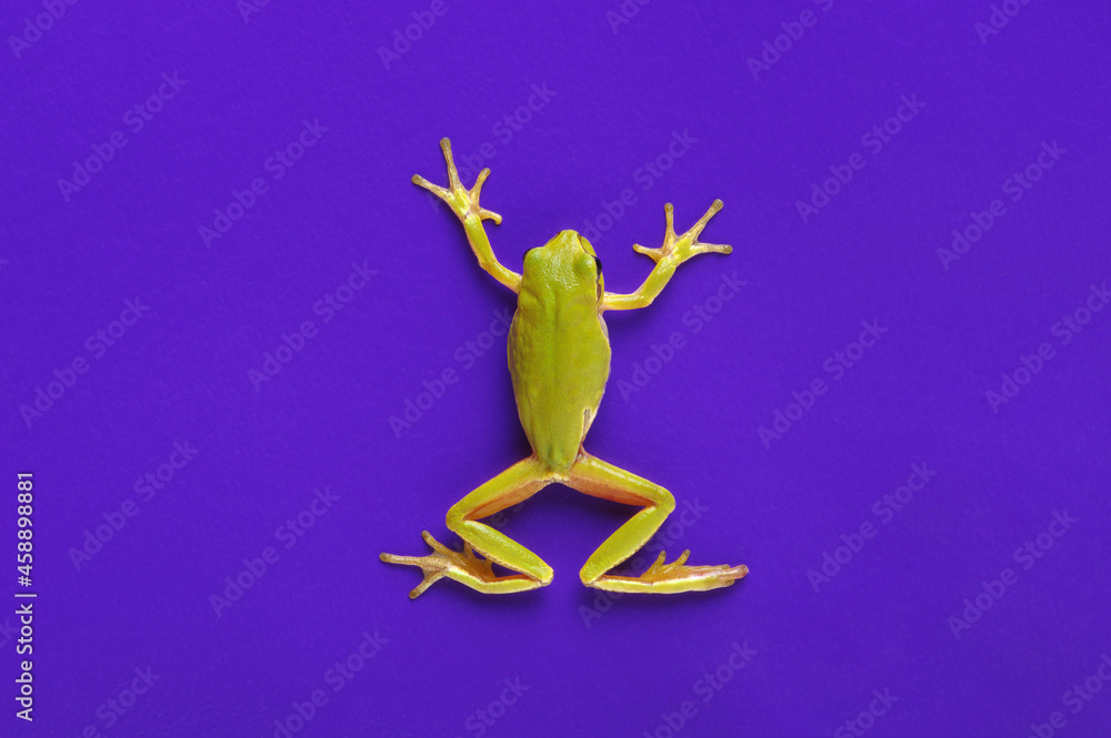 Obraz premium Green tree frog isolated on blue