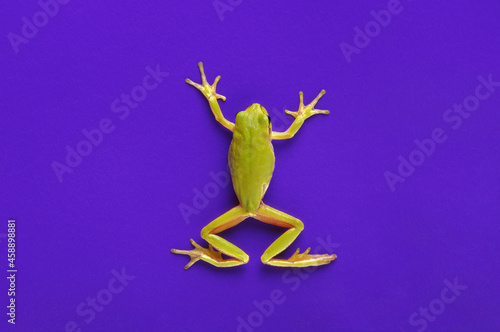 Green tree frog isolated on blue