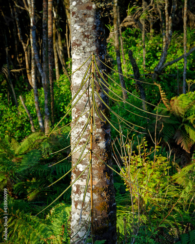 Fierce lancewood tree. Endemic to New Zealand. photo