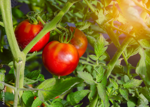 Slika na platnu Red ripe celebrity tomatoes growing in greenhouse.