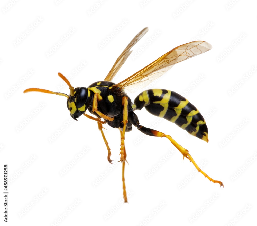 wasp isolated on white wasp isolated on white