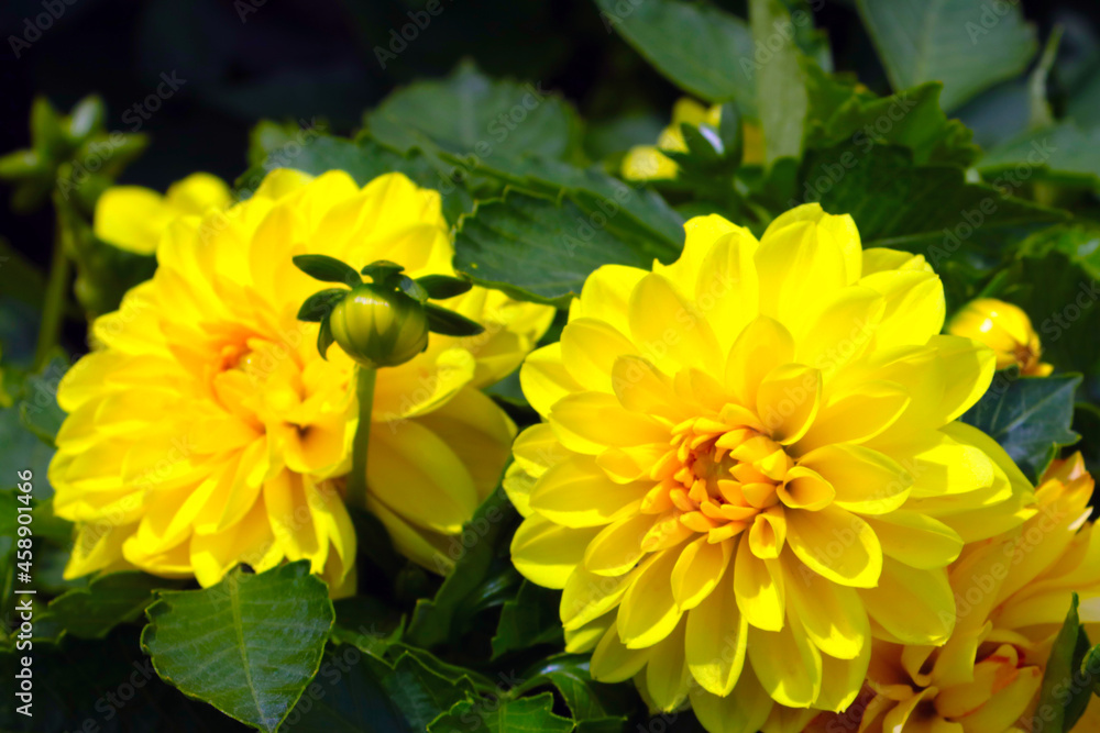 Close-up of the blooming yellow dahlias in the park. Close-up of the blooming yellow dahlias in the park.