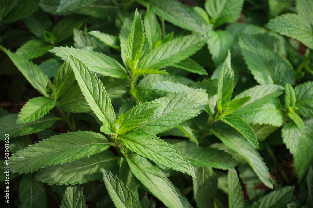 Fresh green leaves of mint, lemon balm, peppermint top view. Mint leaf texture. Ecology natural layout. Mint leaves pattern spearmint herbs nature background Fresh green leaves of mint, lemon balm, peppermint top view. Mint leaf texture. Ecology natural layout. Mint leaves pattern spearmint herbs nature background