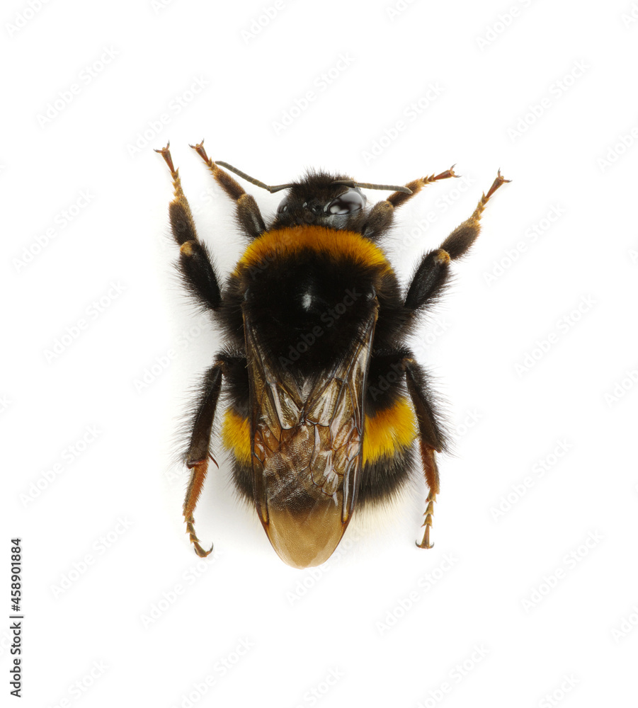 bumblebee isolated on the white bumblebee isolated on the white