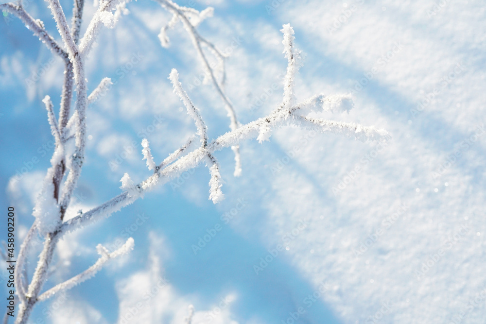 Beautiful image of snowy winter - branches of bush or tree covered with hoarfrost against background of pure sparkling snow with bluish shadows.
