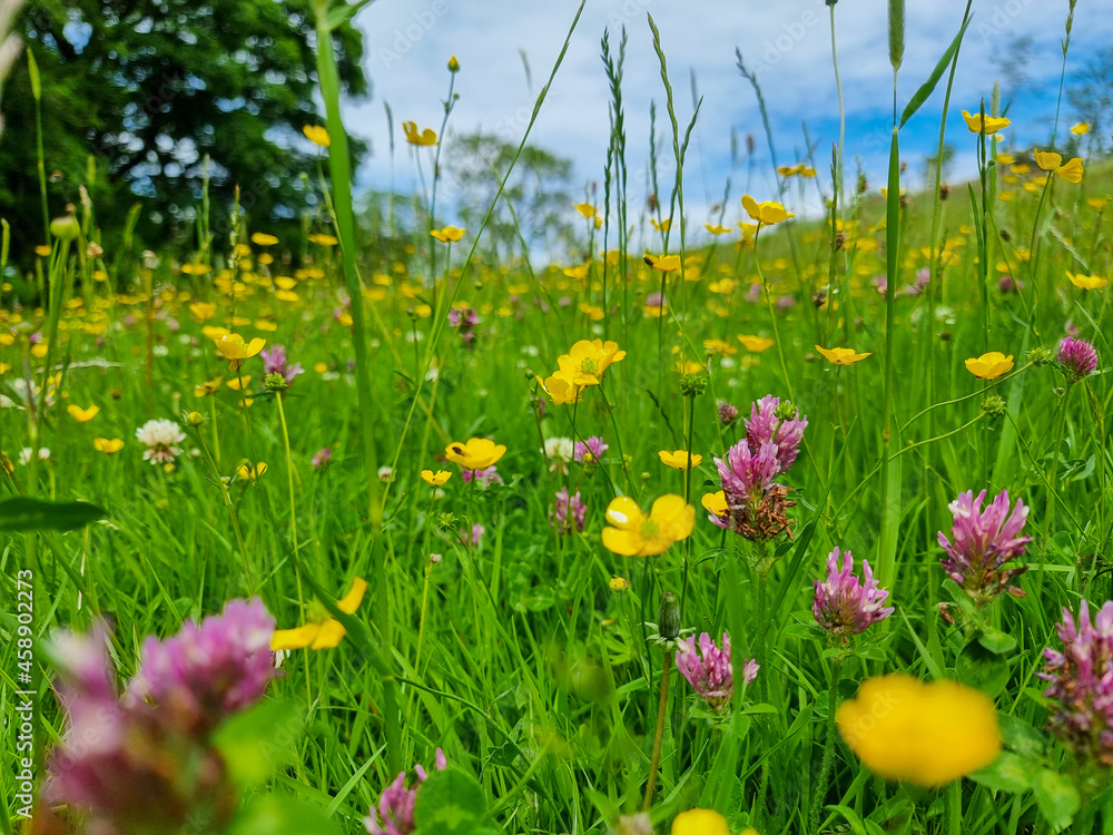 A pretty English Wildflower meadow with Pink and Yellow Flowers
