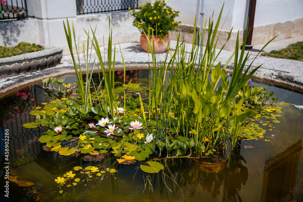 Kuks, East Bohemia, Czech Republic, 10 July 2021: Small round artificial pond in a baroque bowl with lilies, Beautiful Lotus Flower is blooming with green leafsat sunny summer day near hospital Kuks