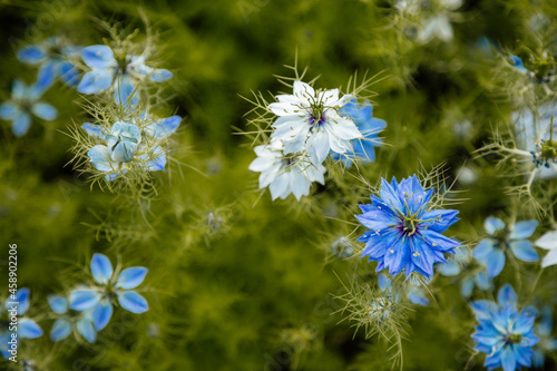 Nigella damascena early summer flowering plant with different shades of blue flowers on small green shrub  beautiful ornamental garden plant  Miss Jekyll or Oxford Blue with blurred green background