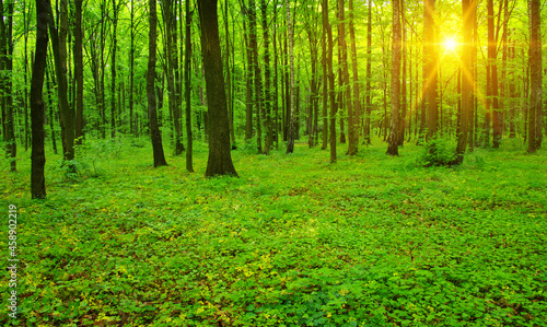 Forest and sun rays