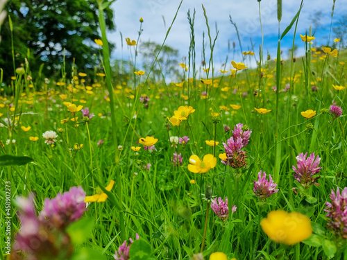 Fotografie, Obraz A pretty English Wildflower meadow with Pink and Yellow Flowers