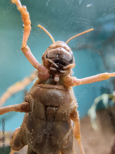 Billede på lærred Close up picture of the underside of a locust