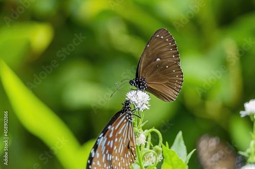 Closeup of the Euploea butterflies on the plant. Taiwan. photo