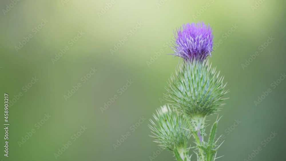 Extreme close up shot of an isolated spear thistle Cirsium vulgare moving with the wind Extreme close up shot of an isolated spear thistle Cirsium vulgare moving with the wind