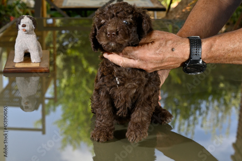 Cachorros de 40 dias de raza perro de agua español