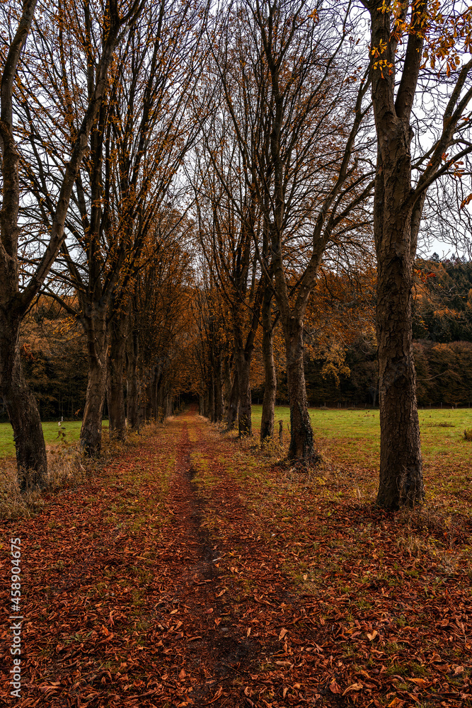 Avenue of chestnuts in autumn