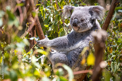 Fototapeta Naklejka Na Ścianę i Meble -  koala bear in tree