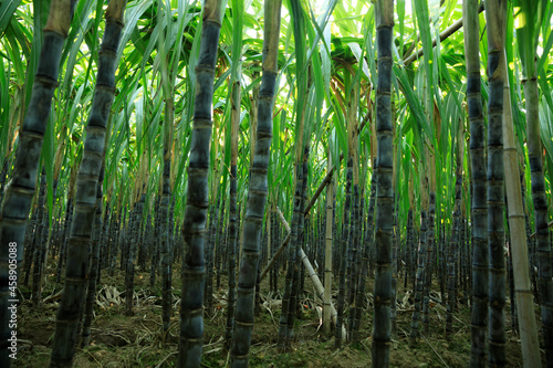 Sugarcane plants growing at field