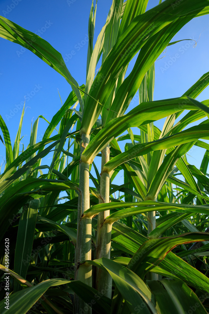 Obraz premium Sugarcane plants growing at field