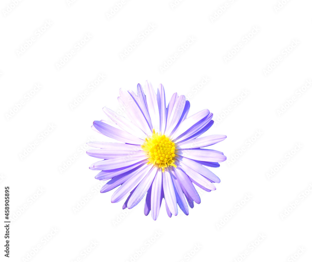 Purple daisy on white background isolated