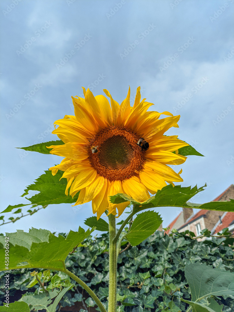 Tournesol des jardins avec un bourdon rayé et une abeille sauvage