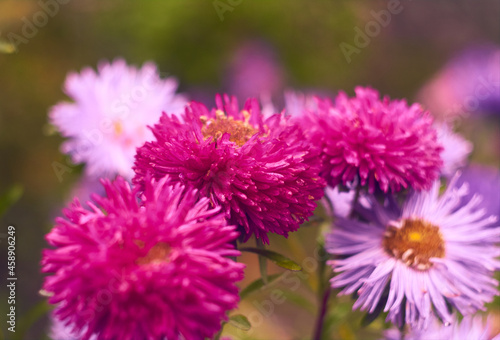 Group of asters are blooming